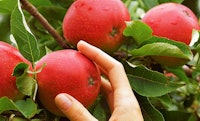 services-portrait-sustainability-services-sourcing-responsibly-in-consumer-goods-1.jpg